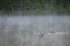 Canada, Quebec. Canada geese in fog. Credit as: Gilles Delisle / Jaynes Gallery Canada, Quebec. Canada geese in fog. Credit as: Gilles Delisle / Jaynes Gallery