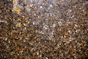 Canada, Quebec. Honey Economusee (aka Musee de L'Abeille). Beehive. Property release Canada, Quebec. Honey Economusee (aka Musee de L'Abeille). Beehive. Property release