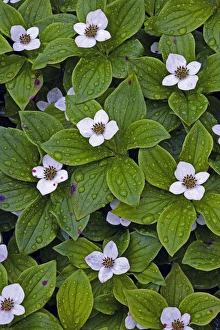 Canada, Quebec, Mingan. Bunchberry after rainfall Canada, Quebec, Mingan. Bunchberry after rainfall