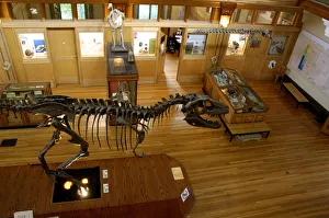 Canada, Quebec, Montreal. McGill University, Redpath Natural History Museum, interior Canada, Quebec, Montreal. McGill University, Redpath Natural History Museum, interior