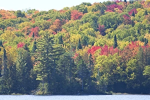Canada, Quebec, Mount Tremblant National Park. Fall colors along Lake Monroe. Credit as Canada, Quebec, Mount Tremblant National Park. Fall colors along Lake Monroe. Credit as