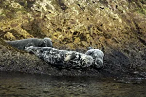 Canada, Quebec, Perce. Bonaventure Island, harbor seals. National Park. IMAGE RESTRICTED Canada, Quebec, Perce. Bonaventure Island, harbor seals. National Park. IMAGE RESTRICTED