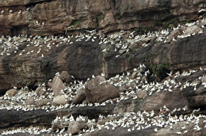 Canada, Quebec, Perce. Bonaventure National Park, worlds largest Northern Gannet colony Canada, Quebec, Perce. Bonaventure National Park, worlds largest Northern Gannet colony