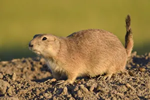 Canada, Saskatchewan, Grasslands National Park. Black-tailed prairie dog atop mound at sunset Canada, Saskatchewan, Grasslands National Park. Black-tailed prairie dog atop mound at sunset