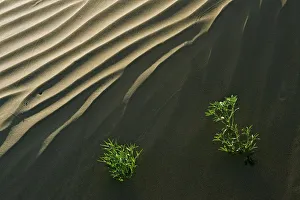 Canada, Saskatchewan, Great Sand Hills. Sand dune ripples and plants Canada, Saskatchewan, Great Sand Hills. Sand dune ripples and plants