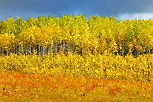 Canada, Saskatchewan, Meadow Lake. Autumn-colored trees Canada, Saskatchewan, Meadow Lake. Autumn-colored trees