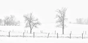 Images Dated 16th February 2008: Canada, Saskatchewan, Pelley. Whiteout on a prairie