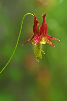 Canada, Thousand Islands National Park. Close-up of columbine flower. Credit as Canada, Thousand Islands National Park. Close-up of columbine flower. Credit as