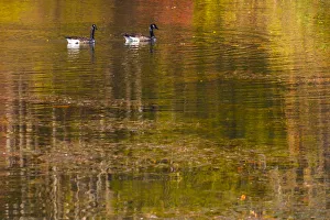 Canadian geese with colorful Fall reflection in lake water Canadian geese with colorful Fall reflection in lake water