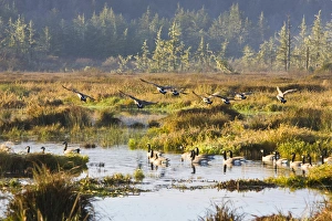 Canadian Geese landing in a marsh near the Pacific Coast Highway, Oregon Canadian Geese landing in a marsh near the Pacific Coast Highway, Oregon