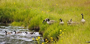 Canadian Goose Family, Yellowstone National Park, WY, USA Canadian Goose Family, Yellowstone National Park, WY, USA