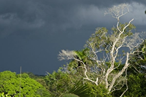 Canopy Scenic, Yasuni National Park, Amazon Rainforest, ECUADOR. South America Canopy Scenic, Yasuni National Park, Amazon Rainforest, ECUADOR. South America