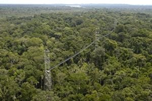 Canopy Walkway. Sacha Lodge on Pilche Cocha (lake). off Napo River, bordering Yasuni Canopy Walkway. Sacha Lodge on Pilche Cocha (lake). off Napo River, bordering Yasuni