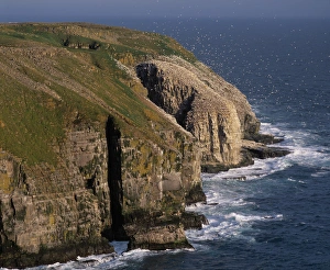 Cape St. Marys Ecological Reserve, (Bird Rock) a rookery of seabirds on the cliifs of Cape St. Marys Ecological Reserve, (Bird Rock) a rookery of seabirds on the cliifs of