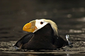 Captive Crested Puffin, Alaska Sealife Center, Seward, AK Captive Crested Puffin, Alaska Sealife Center, Seward, AK