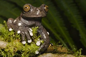 Tropical Rainforest Creatures Prints: Captive Tapichalaca
