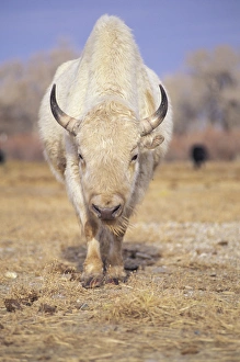 Captive white American bison; American Indians revered rare white buffalo as a spirit Captive white American bison; American Indians revered rare white buffalo as a spirit