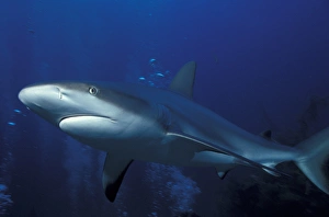 Caribbean, Bahamas Caribbean reef shark (Carcharhinus perezi) Caribbean, Bahamas Caribbean reef shark (Carcharhinus perezi)