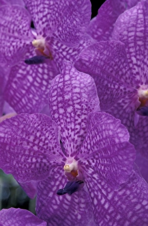 Caribbean, Barbados Orchid World, St. George Parish Caribbean, Barbados Orchid World, St. George Parish