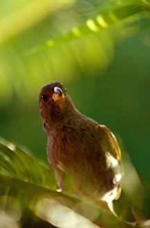 Caribbean, BWI, St. Lucia, Anse Chastenet, Yellow Grass Finch Caribbean, BWI, St. Lucia, Anse Chastenet, Yellow Grass Finch