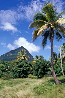 Caribbean, BWI, St. Lucia, the Piton Natural Trail Caribbean, BWI, St. Lucia, the Piton Natural Trail