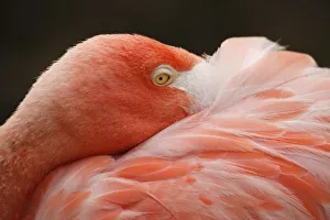 Caribbean Flamingo (Phoenicopterus ruber ruber) Flamingo Lagoon, San Diego Zoo, San Diego Caribbean Flamingo (Phoenicopterus ruber ruber) Flamingo Lagoon, San Diego Zoo, San Diego