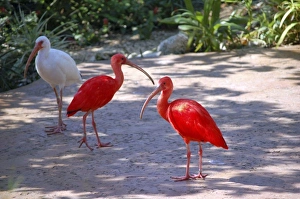 Caribbean free-flight aviary at Boatswains Beach, Grand Cayman, Cayman Island Caribbean free-flight aviary at Boatswains Beach, Grand Cayman, Cayman Island