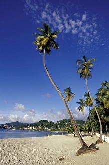 CARIBBEAN, Grenada Palm trees lining the beach CARIBBEAN, Grenada Palm trees lining the beach