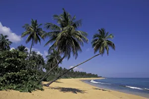 CARIBBEAN, Puerto Rico Palm tree lined coastline CARIBBEAN, Puerto Rico Palm tree lined coastline