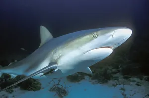 Caribbean Reef Shark (Carcharhinus perezii), Bahamas Caribbean Reef Shark (Carcharhinus perezii), Bahamas
