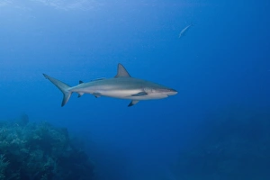 Caribbean Reef Sharks (Carcharhinus perezi) Northern Bahamas Caribbean Reef Sharks (Carcharhinus perezi) Northern Bahamas