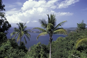 CARIBBEAN, St. Thomas Magens Beach through palm trees CARIBBEAN, St. Thomas Magens Beach through palm trees