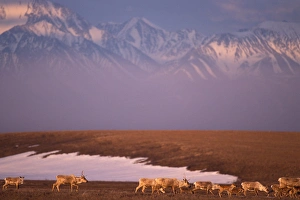 caribou, Rangifer tarandus, with newborn calves, 1002 area of the Arctic National caribou, Rangifer tarandus, with newborn calves, 1002 area of the Arctic National
