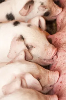 Carnation, Washington State, USA. Gloucester Old Spot piglets nursing. (PR) Carnation, Washington State, USA. Gloucester Old Spot piglets nursing. (PR)