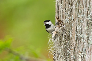 Carolina Chickadee (Poecile carolinensis) adult male singing on territory, May Carolina Chickadee (Poecile carolinensis) adult male singing on territory, May