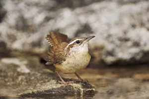 Carolina Wren, Thryothorus ludovicianus, adult bathing, Uvalde County, Hill Country Carolina Wren, Thryothorus ludovicianus, adult bathing, Uvalde County, Hill Country