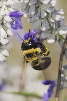 Carpenter Bee, Xylocopa virginica, feeding on Mealy sage (Salvia farinacea), Uvalde County Carpenter Bee, Xylocopa virginica, feeding on Mealy sage (Salvia farinacea), Uvalde County