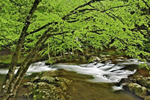 Cascade in the Middle Prong of the Little Pigeon River, Great Smoky Mountains National Cascade in the Middle Prong of the Little Pigeon River, Great Smoky Mountains National