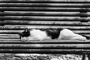 Black And White Cat Photos Prints: Cat sleeping on bench