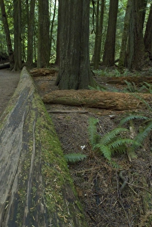 Cathedral Grove in MacMillan Provincial Park, British Columbia, Canada, September 10 Cathedral Grove in MacMillan Provincial Park, British Columbia, Canada, September 10