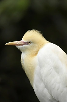 Cattle Egret ( Ardea ibis ), North Queensland, Australia Cattle Egret ( Ardea ibis ), North Queensland, Australia