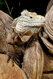 Cayman Island Iguana, Cyclura lewisi, Cayman Islands Cayman Island Iguana, Cyclura lewisi, Cayman Islands
