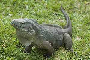 CAYMAN ISLANDS - GRAND CAYMAN - Frank Sound: Queen Elizabeth 2 Botanic Park - Iguana CAYMAN ISLANDS - GRAND CAYMAN - Frank Sound: Queen Elizabeth 2 Botanic Park - Iguana