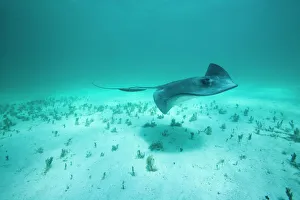 Cayman Islands, Grand Cayman Island, Underwater view of Southern Stingray (Dasyatis Cayman Islands, Grand Cayman Island, Underwater view of Southern Stingray (Dasyatis