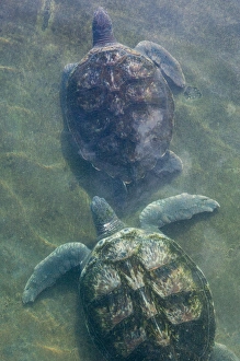CAYMAN ISLANDS - GRAND CAYMAN - North Grand Cayman: Sea Turtles at the Island Sea CAYMAN ISLANDS - GRAND CAYMAN - North Grand Cayman: Sea Turtles at the Island Sea