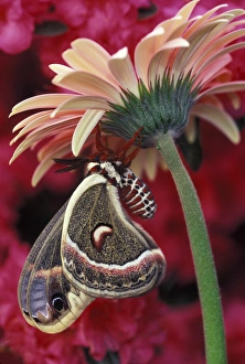 Cecropia on gerbera, pink azalea background. Credit as: Nancy Rotenberg / Jaynes Cecropia on gerbera, pink azalea background. Credit as: Nancy Rotenberg / Jaynes