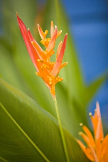 Central America, Belize, Placencia, tropical flower in garden Central America, Belize, Placencia, tropical flower in garden