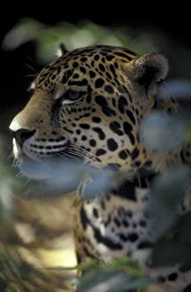 CENTRAL AMERICA, Belize Portrait of Jaguar in the jungle CENTRAL AMERICA, Belize Portrait of Jaguar in the jungle