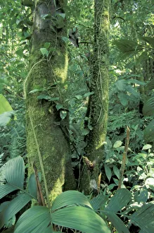 Central America, Costa Rica, Monte Verde Area. Moss-covered tree Central America, Costa Rica, Monte Verde Area. Moss-covered tree