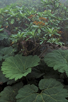 CENTRAL AMERICA, Costa Rica Native vegitation CENTRAL AMERICA, Costa Rica Native vegitation
